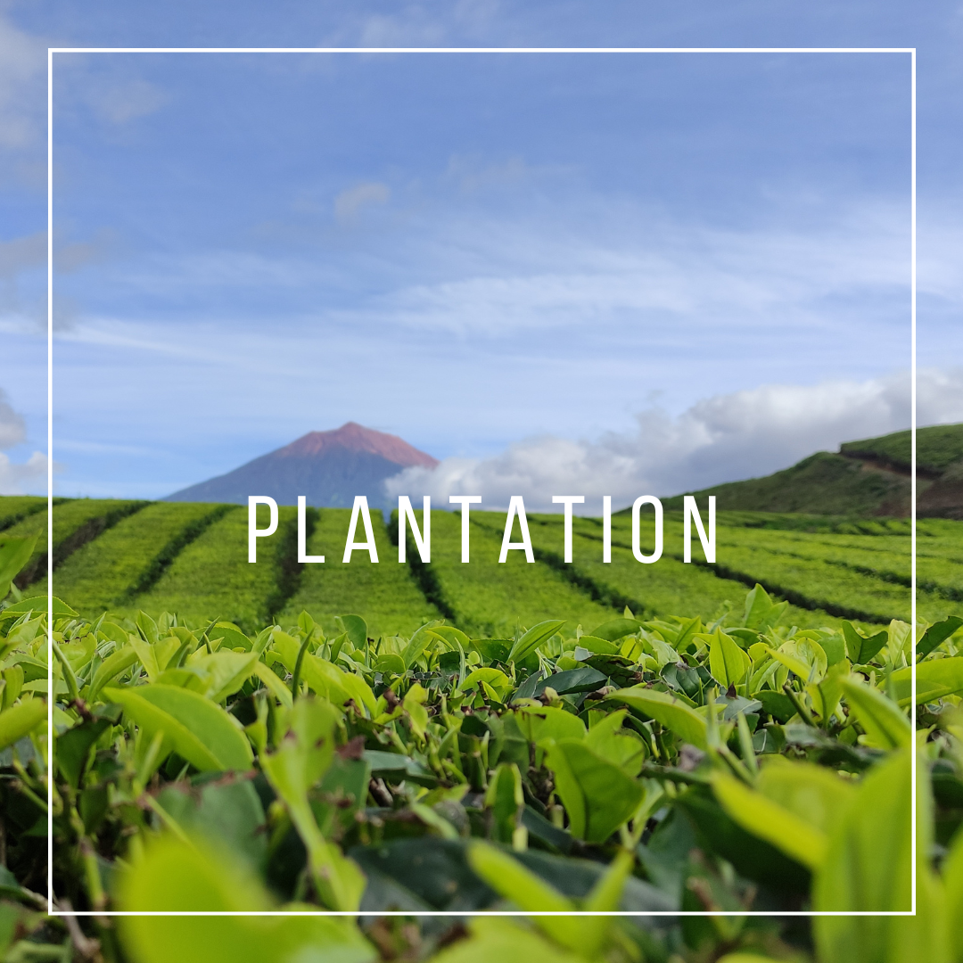plantation